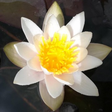 Nymphaea snow princess nelumbogarden waterlilies 4