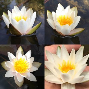 Nymphaea snow princess nelumbogarden waterlilies 5