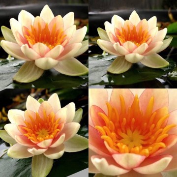 Nymphaea solfatare nelumbogarden waterlilies 2
