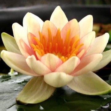 Nymphaea solfatare nelumbogarden waterlilies 4