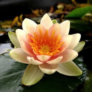 Nymphaea solfatare nelumbogarden waterlilies 5