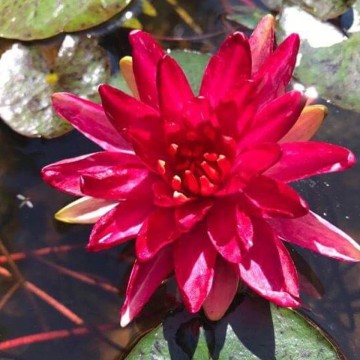 Nymphaea steven strawn nelumbogarden waterlilies 1
