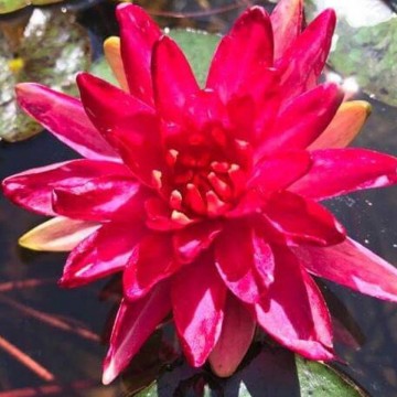 Nymphaea steven strawn nelumbogarden waterlilies 2