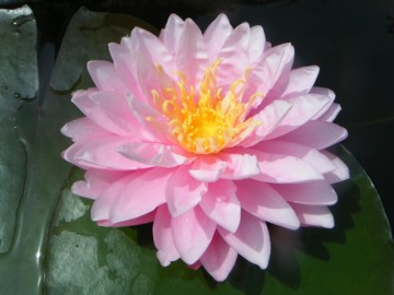 Nymphaea strawberry milkshake nelumbogarden 2
