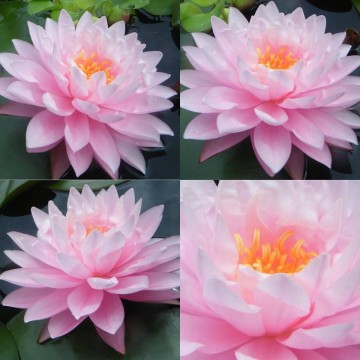 Nymphaea strawberry milkshake nelumbogarden waterlilies 2