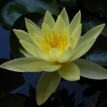 Nymphaea sulphurea nelumbogarden waterlilies 2