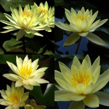 Nymphaea sulphurea nelumbogarden waterlilies 4
