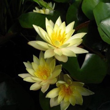 Nymphaea sulphurea nelumbogarden waterlilies 5