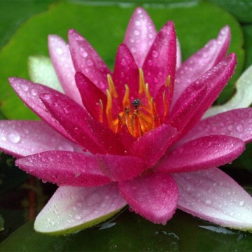 Nymphaea sultan nelumbogarden waterlilies  1