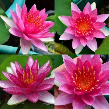 Nymphaea sultan nelumbogarden waterlilies  2
