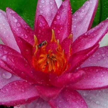 Nymphaea sultan nelumbogarden waterlilies  3