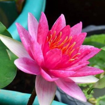 Nymphaea sultan nelumbogarden waterlilies  4