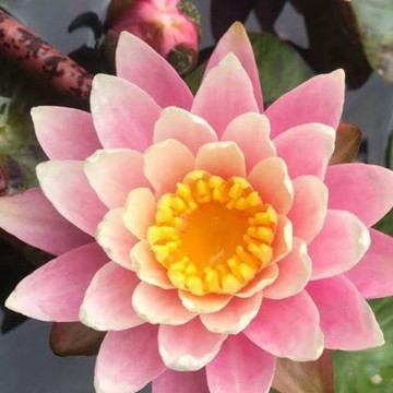 Nymphaea sunfire nelumbogarden waterlilies  3
