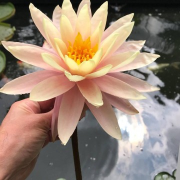 Nymphaea sunny pink nelumbogarden waterlilies 2