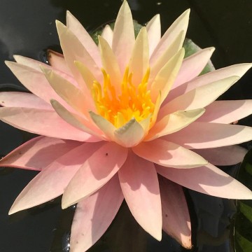 Nymphaea sunny pink nelumbogarden waterlilies 3
