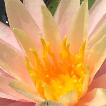 Nymphaea sunny pink nelumbogarden waterlilies 4