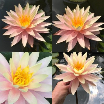 Nymphaea sunny pink nelumbogarden waterlilies 5