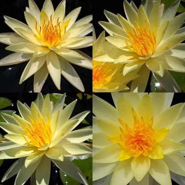 Nymphaea sunrise nelumbo garden matthijs hazeleger waterlelies 2