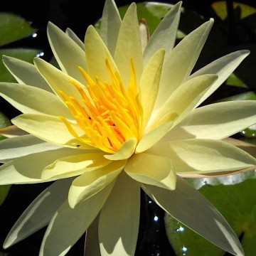 Nymphaea sunrise nelumbo garden matthijs hazeleger waterlelies 3