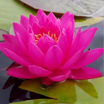 Nymphaea tan khwan nelumbogarden waterlilies 4