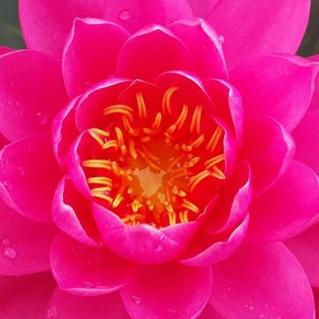 Nymphaea tan khwan nelumbogarden waterlilies 5