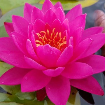 Nymphaea tan khwan nelumbogarden waterlilies 6