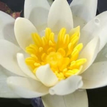 Nymphaea tetragona nelumbogarden waterlilies 3