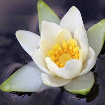 Nymphaea tetragona nelumbogarden waterlilies 6