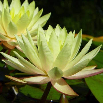 Nymphaea texas dawn nelumbogarden waterlilies 1