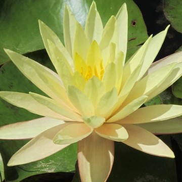 Nymphaea texas dawn nelumbogarden waterlilies 2