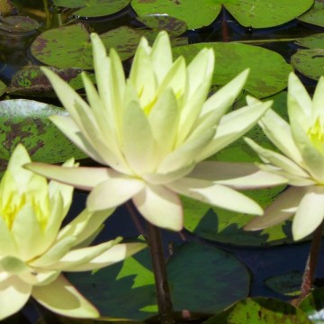 Nymphaea texas dawn nelumbogarden waterlilies 3