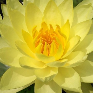 Nymphaea thongsub nelumbogarden waterlilies 4