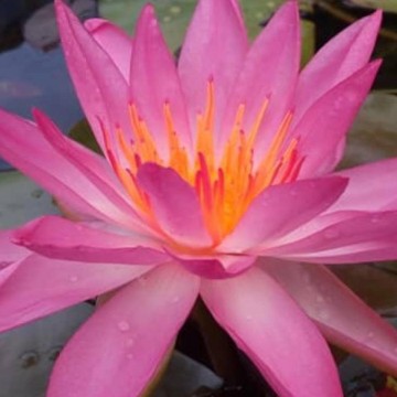 Nymphaea tropic star nelumbogarden waterlelies matthijs hazeleger waterlelies 3 0