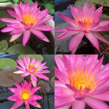 Nymphaea tropic star nelumbogarden waterlelies matthijs hazeleger waterlelies 5 0