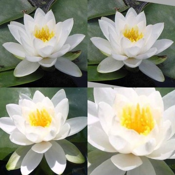 Nymphaea tuberosa richardsonii nelumbogarden waterlilies 3