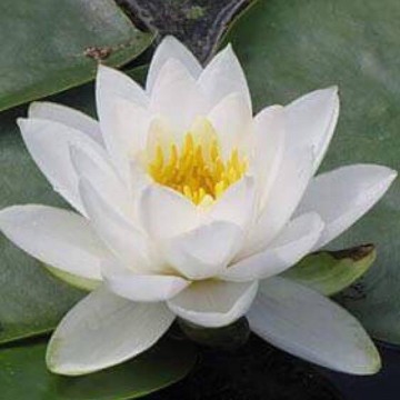 Nymphaea tuberosa richardsonii nelumbogarden waterlilies 6