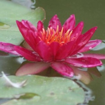 Nymphaea vesuve nelumbogarden waterlilies 1