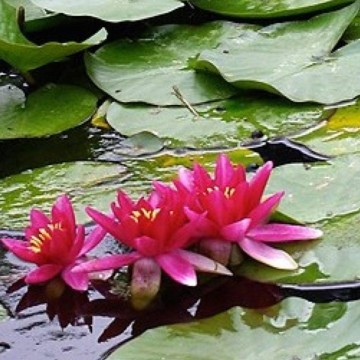 Nymphaea vesuve nelumbogarden waterlilies 4
