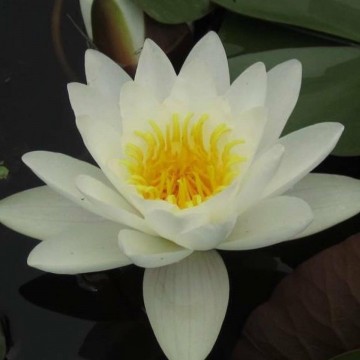Nymphaea virginalis nelumbogarden waterlilies 1
