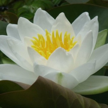 Nymphaea virginalis nelumbogarden waterlilies 2