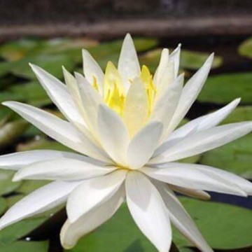 Nymphaea virginia nelumbogarden waterlilies 1