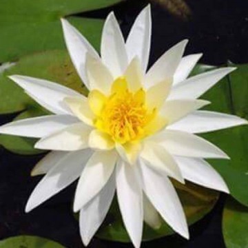 Nymphaea virginia nelumbogarden waterlilies 3