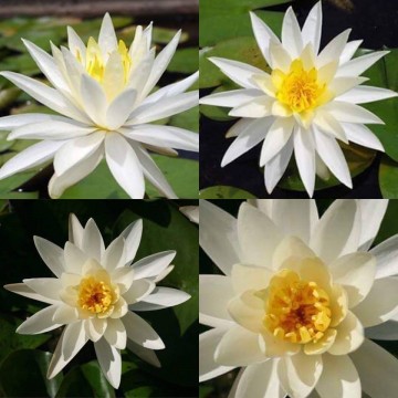 Nymphaea virginia nelumbogarden waterlilies 4