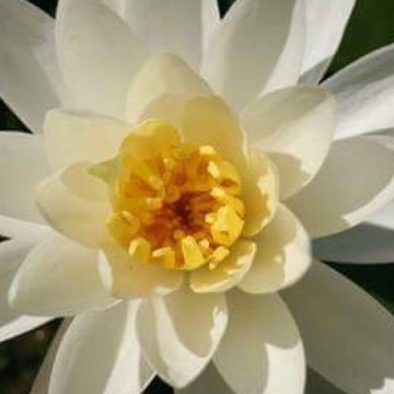 Nymphaea virginia nelumbogarden waterlilies 5