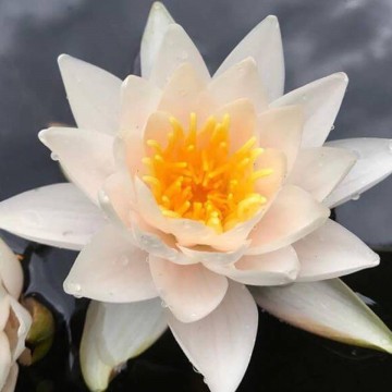 Nymphaea walter pagels nelumbogarden waterlilies 1