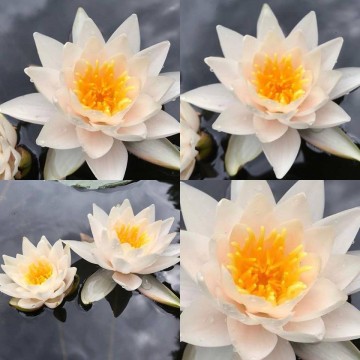 Nymphaea walter pagels nelumbogarden waterlilies 4