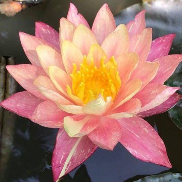 Nymphaea wanvisa nelumbogarden waterlilies 1
