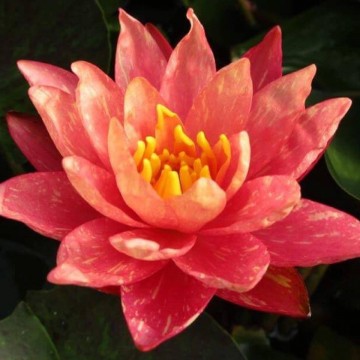 Nymphaea wanvisa nelumbogarden waterlilies 6