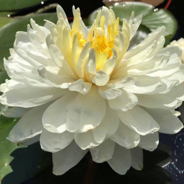 Nymphaea white 1000 petals nelumbogarden waterlilies matthijs hazeleger water lilies 1.jpg