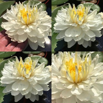 Nymphaea white 1000 petals nelumbogarden waterlilies matthijs hazeleger water lilies 2.jpg